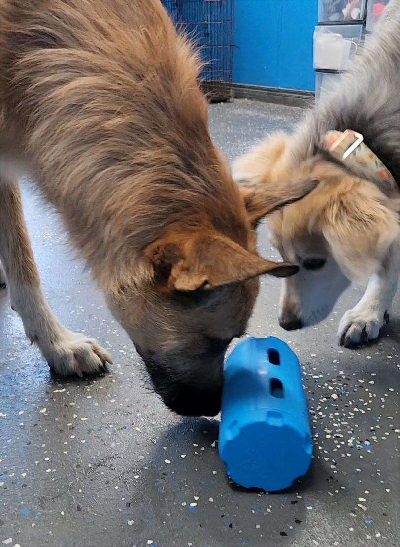 PupperTumbler – Turn Mealtime Into Playtime